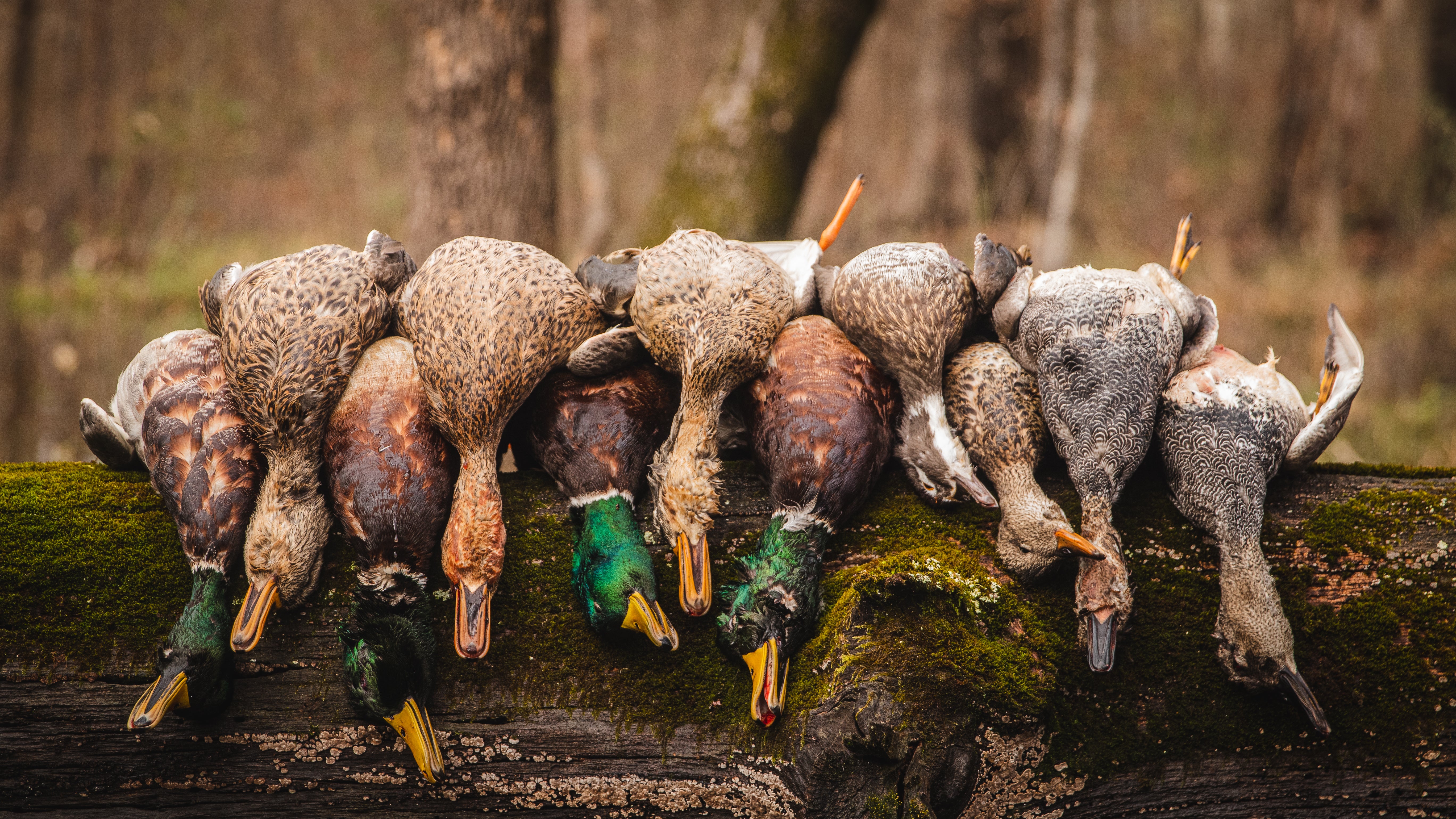 Ducks & Co.